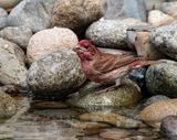 Purple Finch