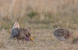 Sharp-tailed Grouse