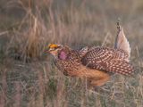 Sharp-tailed Grouse