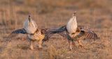 Sharp-tailed Grouse