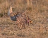 Sharp-tailed Grouse