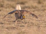 Sharp-tailed Grouse