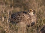 Sharp-tailed Grouse