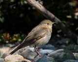 Swainsons Thrush