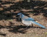 Western Scrub Jay