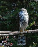 Sharp-shinned Hawk