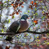 Common woodpigeon