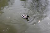 IMG_0382.JPG