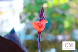 DSCF2359.jpg