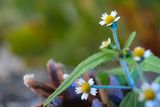 DSCF3972.jpg