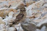 Short-eared Owl (Asio flammeus)