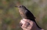 Common Blackbird (Turdus merula)