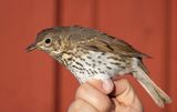 Song Thrush (Turdus philomelos)