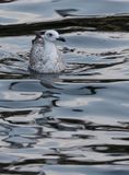 Caspian Gull (Larus cachinnans)