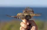 European Robin (Erithacus rubecula)