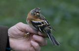 Brambling (Fringilla montifringilla)