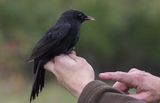 Common Blackbird (Turdus merula)