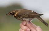 Redwing (Turdus iliacus) 