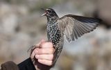 Common Starling (Sturnus vulgaris)	