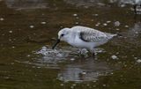 Sanderling (Calidris alba)