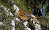 Baltimore Oriole (Icterus galbula) 