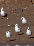 Mediterranean Gull (Ichthyaetus melanocephalus)	