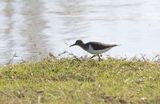 Common Sandpiper (Actitis hypoleucos)