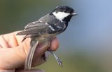 Coal Tit (Periparus ater)