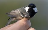 Coal Tit (Periparus ater)