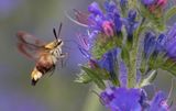 Humledagsvrmare (Hemaris fuciformis)