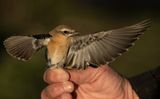 Northern Wheatear (Oenanthe oenanthe)