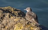 Ruddy Turnstone (Arenaria interpres)