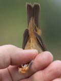 Raddes Warbler (Phylloscopus schwarzi)	