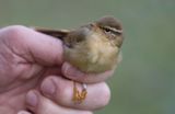 Raddes Warbler (Phylloscopus schwarzi)	