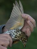 Song Thrush (Turdus philomelos)