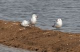 Audouins Gull (Ichthyaetus audouinii)