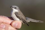 Lesser Whitethroat (Curruca curruca)