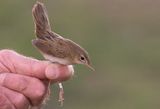 Common Grasshopper Warbler (Locustella naevia)