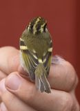 Pallass Leaf Warbler (Phylloscopus proregulus)