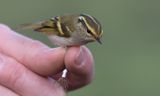 Pallass Leaf Warbler (Phylloscopus proregulus)	