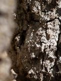 Rdbrun blekspik (Sclerophora coniophaea)