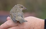 Garden Warbler (Sylvia borin)