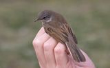 Common Whitethroat (Curruca communis)