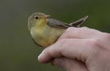 Icterine Warbler (?Hippolais icterina)