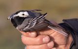 White Wagtail (Motacilla alba)