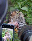 Eurasian Sparrowhawk (Accipiter nisus)	
