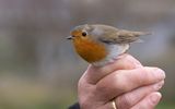 European Robin (Erithacus rubecula), eastern