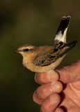Northern Wheatear (Oenanthe oenanthe)