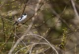Collared Flycatcher (Ficedula albicollis)