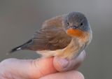 Red-breasted Flycatcher (Ficedula parva)